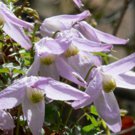 10 seeds - Clematis pseudoalpina Rocky Mtn Clematis Plant #ggvm5