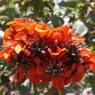 10 seeds - Erythrina caffra Kaffir Coral tree Plant #ggvm5