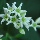 6 seeds - Vincetoxicum hirundinaria White Swallow-wort Plant #ggvm5