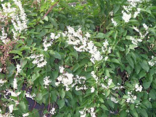15 seeds - Polygonum aubertii or Silver Lace Vine Plant #ggvm5