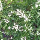 15 seeds - Polygonum aubertii or Silver Lace Vine Plant #ggvm5