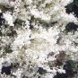 15 seeds - Polygonum aubertii or Silver Lace Vine Plant #ggvm5