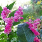 1 Antigonon leptopus Chinese Love Vine Pink Starter Plant #ggvm5