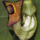 25 seeds - Very Rare Aristolochia manshuriensis Vine Plant #ggvm5