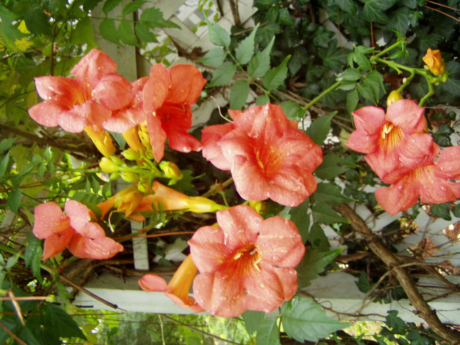 25 seeds - Campsis tagliabuana Madam Galen Vine Plant #ggvm5