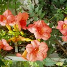 25 seeds - Campsis tagliabuana Madam Galen Vine Plant #ggvm5