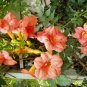25 seeds - Campsis tagliabuana Madam Galen Vine Plant #ggvm5