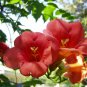25 seeds - Campsis tagliabuana Madam Galen Vine Plant #ggvm5