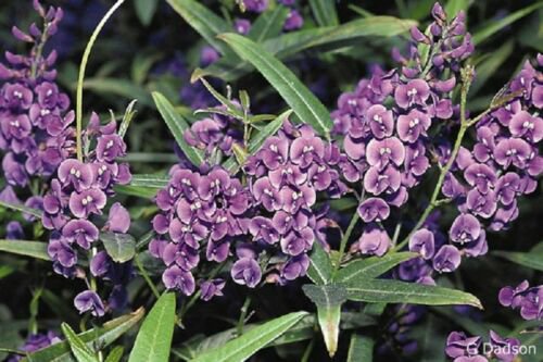 8 seeds - Hardenbergia comptoniasa Plant #ggvm5