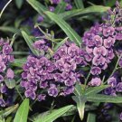 8 seeds - Hardenbergia comptoniasa Plant #ggvm5