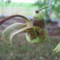 15 seeds - Aristolochia Pohliana x esperanzae Plant #ggvm5