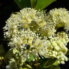 20 seeds - Hydrangea serratifolia Canelilla Plant #ggvm5