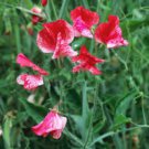8 seeds - Lathyrus odoratus America Plant #ggvm5