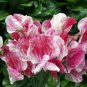 8 seeds - Lathyrus odoratus America Plant #ggvm5
