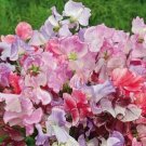20 seeds - Lathyrus Spencer Ripple Plant #ggvm5