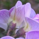 8 seeds - Lathyrus odoratus Butterfly Plant #ggvm5