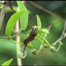 8 seeds - Aristolochia indica Ishwari medicinal Plant #ggvm5