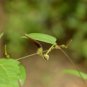 8 seeds - Aristolochia indica Ishwari medicinal Plant #ggvm5