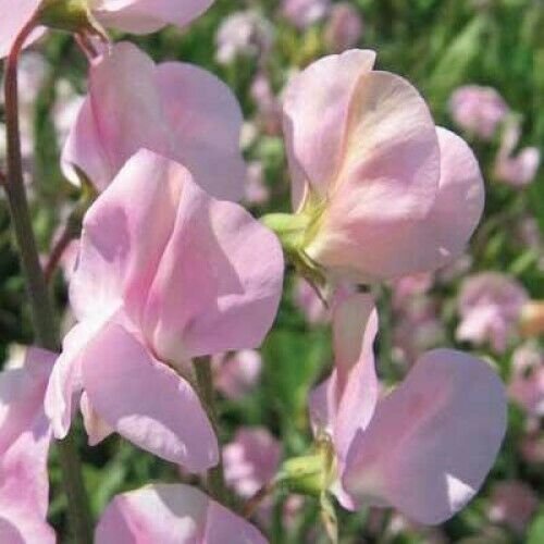 8 seeds - Lathyrus sativus Janet Scott Plant #ggvm5