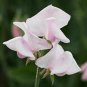 8 seeds - Lathyrus sativus Janet Scott Plant #ggvm5