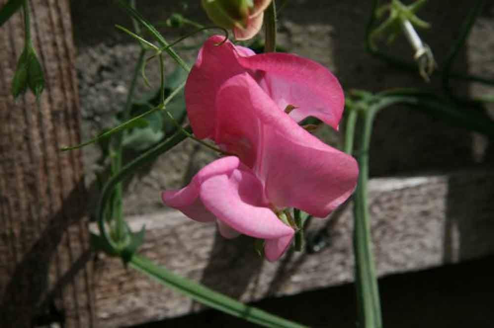 8 seeds - Lathyrus odoratus Miss Willmott Plant #ggvm5