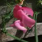 8 seeds - Lathyrus odoratus Miss Willmott Plant #ggvm5