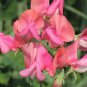 8 seeds - Lathyrus odoratus Miss Willmott Plant #ggvm5