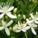 15 seeds - Clematis virginiana Virgins Bower Plant #ggvm5