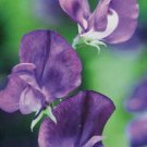 8 seeds - Lathyrus odoratus Lord Nelson Plant #ggvm5