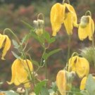 15 seeds - Clematis tangutica Radar Lover Plant #ggvm5