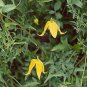 15 seeds - Clematis tangutica Radar Lover Plant #ggvm5
