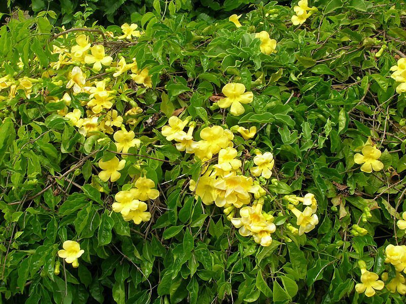 1 Macfadyena unguis Cats Claw vine Pint Plant #ggvm5