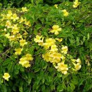 1 Macfadyena unguis Cats Claw vine Pint Plant #ggvm5