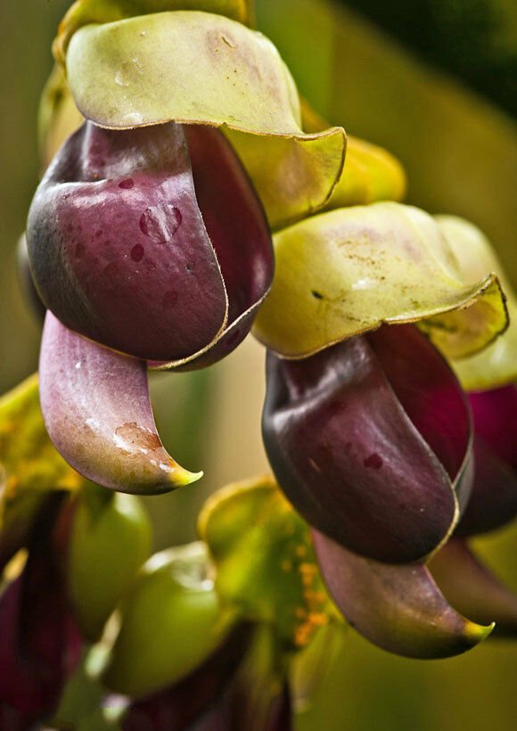 2 Seeds - Very Rare Mucuna macrocarpa Large Fruit Mucuna Plant #ggvm5