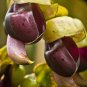 2 Seeds - Very Rare Mucuna macrocarpa Large Fruit Mucuna Plant #ggvm5