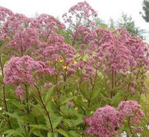 30 seeds - Eupatorium purpureum Joe Pye Weed Plant #ggvm5