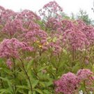 30 seeds - Eupatorium purpureum Joe Pye Weed Plant #ggvm5
