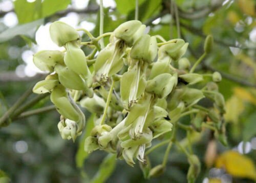 2 Seeds - Rare Ox-eye bean Plant - Mucuna gigantea White Sea Bean #ggvm5