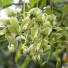 2 Seeds - Rare Ox-eye bean Plant - Mucuna gigantea White Sea Bean #ggvm5