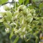 2 Seeds - Rare Ox-eye bean Plant - Mucuna gigantea White Sea Bean #ggvm5