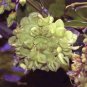 2 Seeds - Rare Ox-eye bean Plant - Mucuna gigantea White Sea Bean #ggvm5