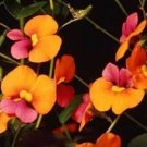 100 seeds - Chorizema diversifolia Flame Pea Plant #ggvm5