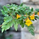 50 seeds - Campsis radicans Flava Golden Plant #ggvm5