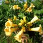50 seeds - Campsis radicans Flava Golden Plant #ggvm5
