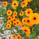 10 Seeds - Thunbergia alata Superstar Orange Plant #ggvm5