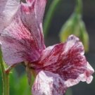 5 seeds - Lathyrus odoratus Suzy Z Plant #ggvm5