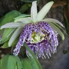 10 Seeds - Passiflora Ligularis Plant #ggvm5