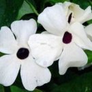 10 Seeds - Thunbergia alata Sunrise White Plant #ggvm5