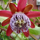 8 seeds - Passiflora x decaisneana Plant #ggvm5