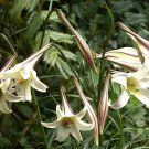 10 Seeds - Lilium formosanum var. pricei Plant #ggvm5
